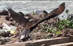 Cathartes burrovianus