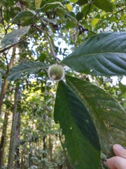 Duroia hirsuta