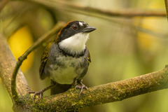 Arremon brunneinucha