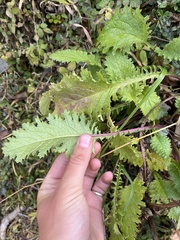 Senecio raphanifolius