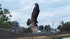 Cathartes burrovianus