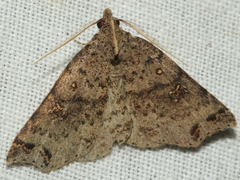 Lithilaria proestans