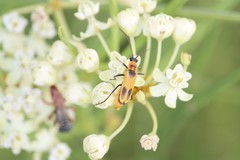 Chauliognathus omissus