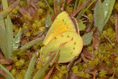 Colias euxanthe