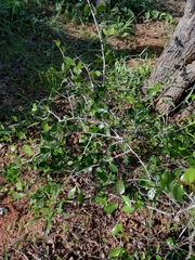 Commiphora pyracanthoides