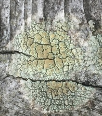 Lecanora albellula