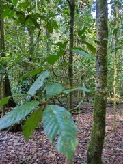 Duroia hirsuta