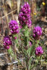 Castilleja exserta exserta