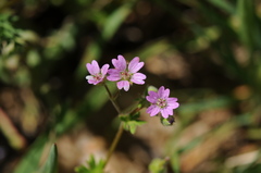 Geranium molle