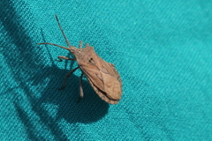 Spartocerini
