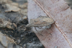 Spartocerini