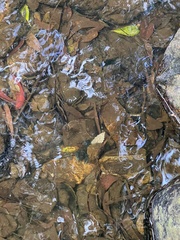 Euastacus sulcatus