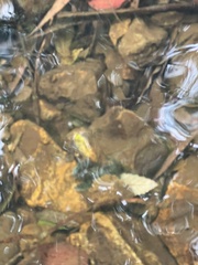 Euastacus sulcatus