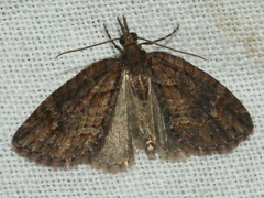 Microdes diplodonta