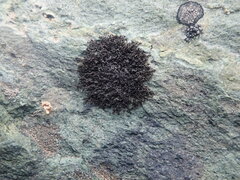 Pseudephebe minuscula