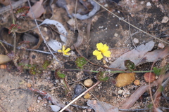 Goodenia rotundifolia