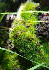 Campylopus introflexus