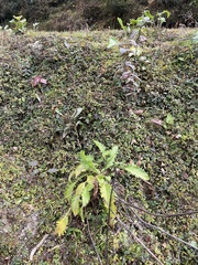 Senecio raphanifolius