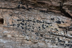 Bactrospora brevispora