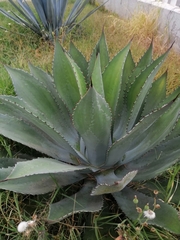 Agave inaequidens