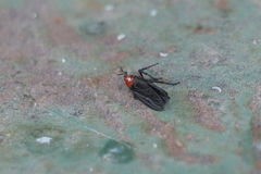 Dilophus pectoralis