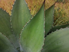 Agave inaequidens