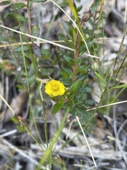 Hibbertia empetrifolia