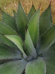 Agave inaequidens