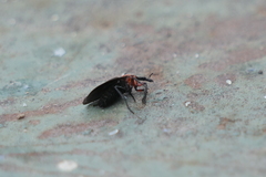 Dilophus pectoralis
