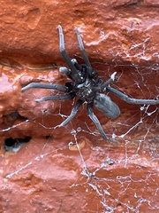 Kukulcania hibernalis