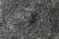 Crematogaster teranishii