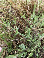 Lepidium aschersonii