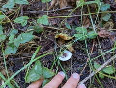 Lepiota