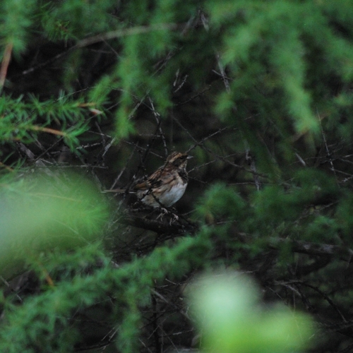 Emberiza elegans