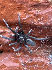 Kukulcania hibernalis
