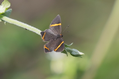 Riodina lysippoides