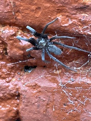 Kukulcania hibernalis