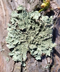 Flavoparmelia caperata