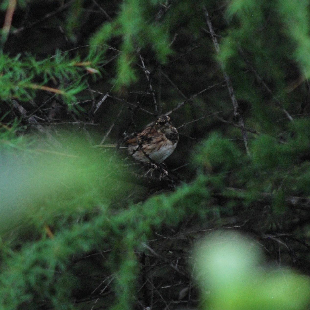 Yellow-throated Bunting
