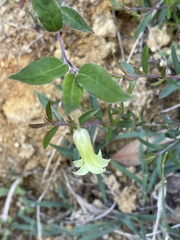 Billardiera scandens
