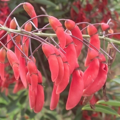 Erythrina crista-galli