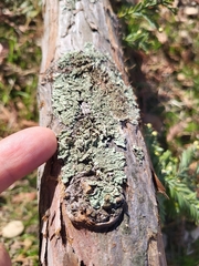 Flavoparmelia caperata