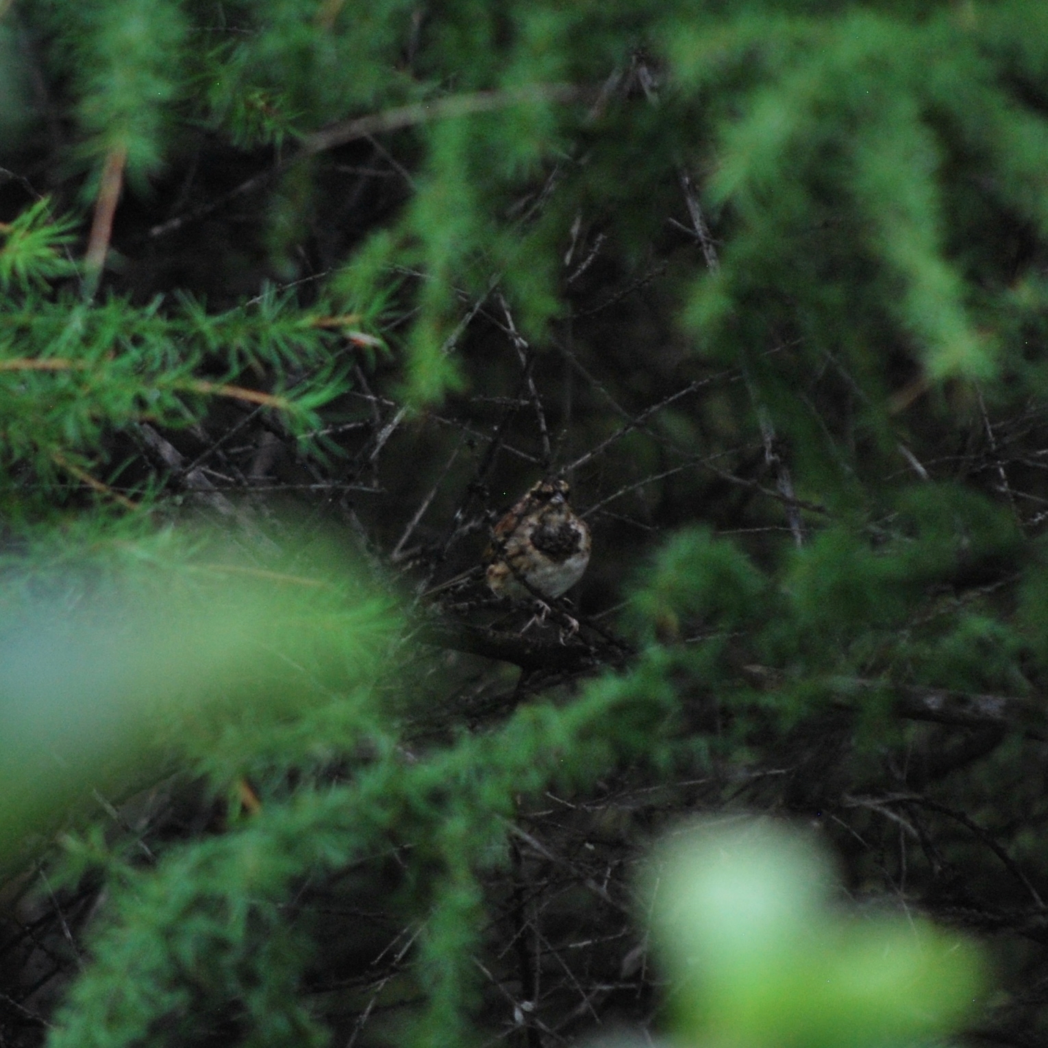 Yellow-throated Bunting