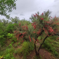 Erythrina crista-galli