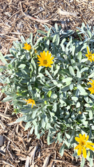 Gazania rigens