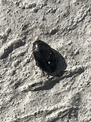 Thermonectus nigrofasciatus nigrofasciatus