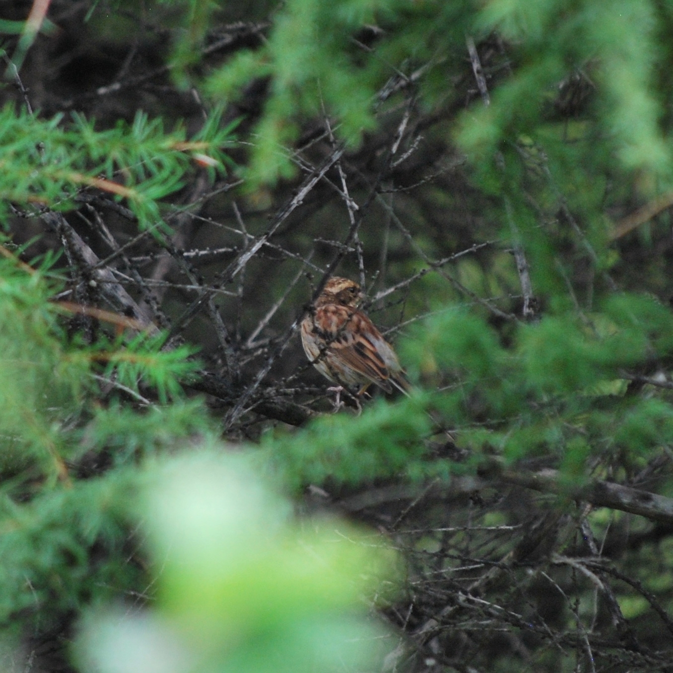Yellow-throated Bunting