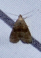 Hypenodes fractilinea