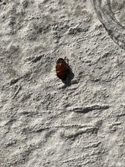 Thermonectus nigrofasciatus nigrofasciatus