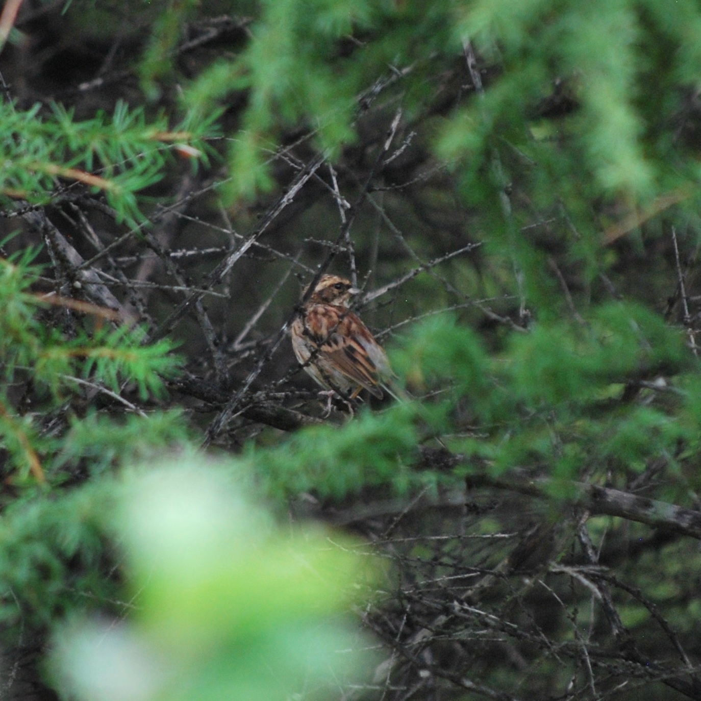 Yellow-throated Bunting
